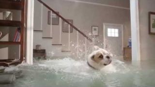 Homeowners Insurance Quote | The Flooded House Dog Diving Competition